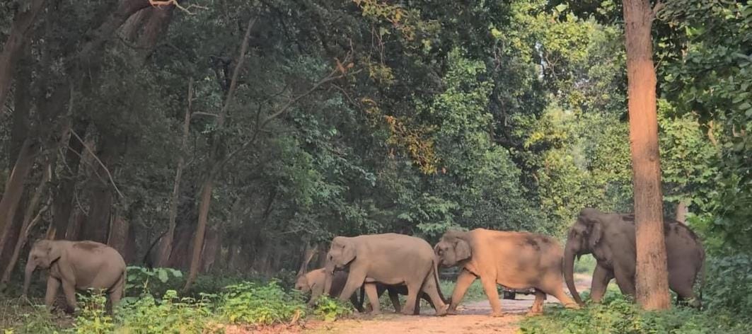A herd of wild elephants suddenly arrived on the Bichhiya-Mihipurwa road, scaring villagers.