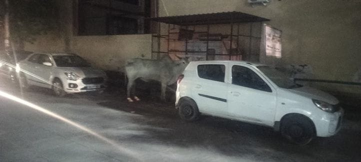 On one hand, cattle are being caught and on the other hand, their numbers are increasing on the roads.