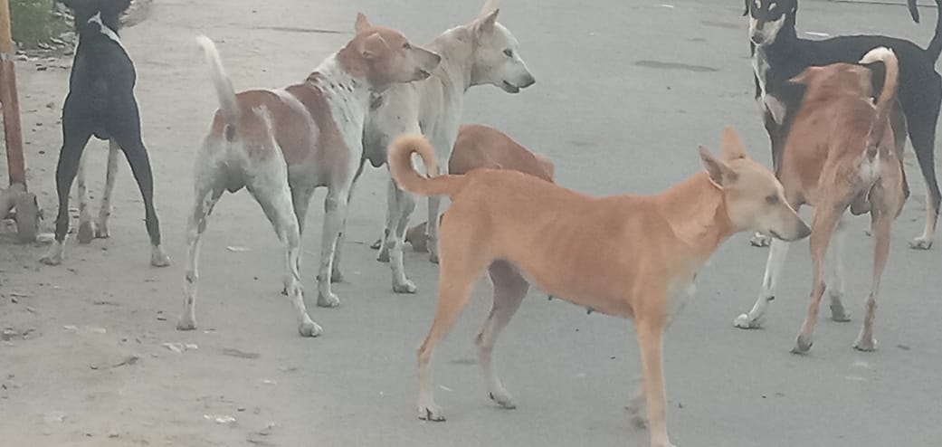 Siddharthnagar News: Bike riders are getting injured after falling due to fear of dogs