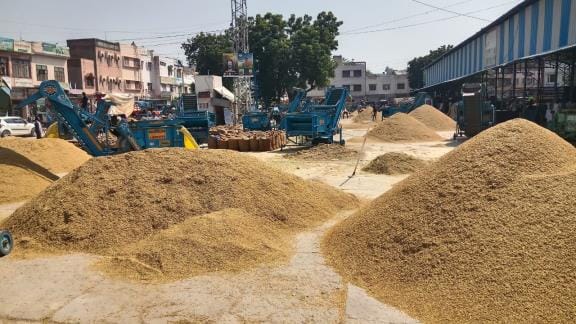 There has been a sharp drop in the price of 1509 paddy in the district, and a decrease in government procurement.
