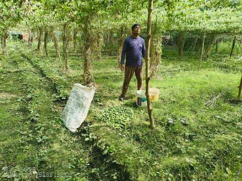 Commercial Farming: First dug potatoes, now picking Kundru in the same field