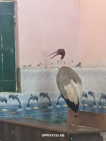 Injured stork arrives at school