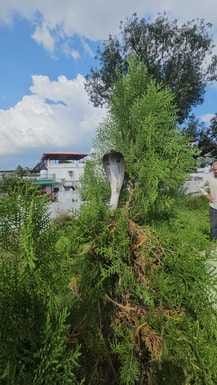 Cobra caught from Shankarpur