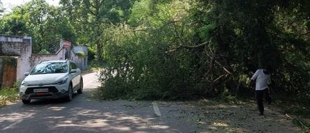 Siddharthnagar News: Tree falls on highway, traffic disrupted