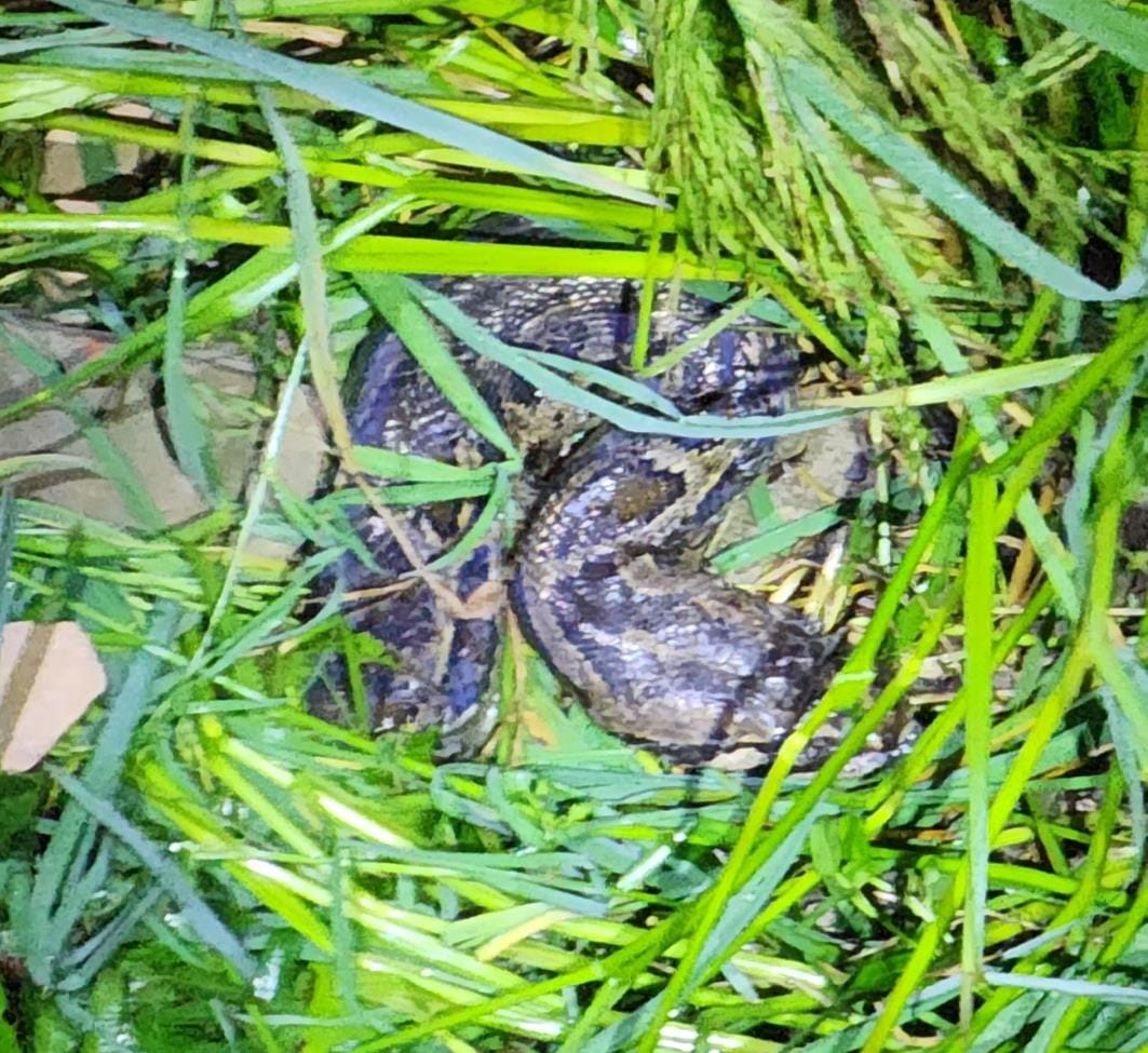 Python devoured jackal, villagers terrified