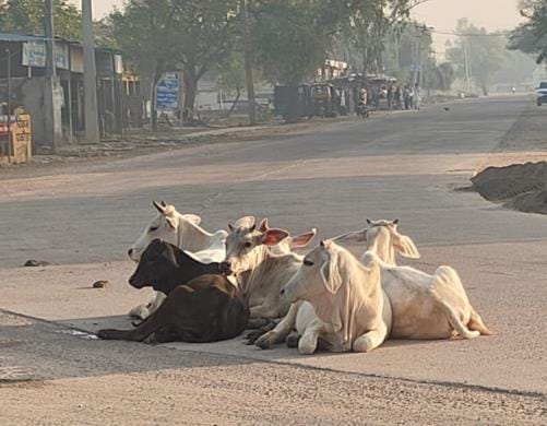 Stray animals are gathering on the main road to feed themselves, posing a threat to drivers and common citizens.