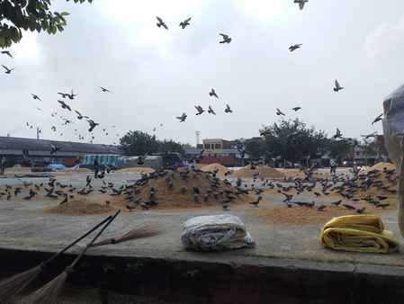 Paddy procurement on raw slip, suspicion of irregularities