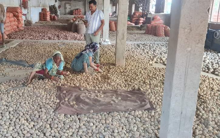 फोटो-07, कमालगंज के शीतगृह में हाइब्रिड आलू बीजा की हो रही छटाई। संवाद