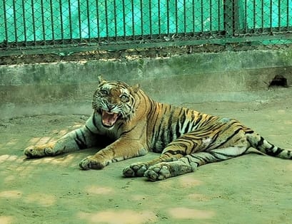 Tigress caught from Mailani forest suffers from cataract