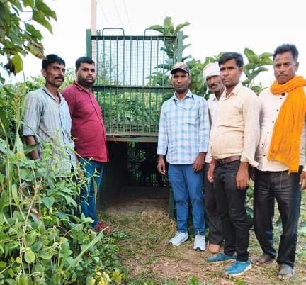 Car riders spotted leopard, cage installed