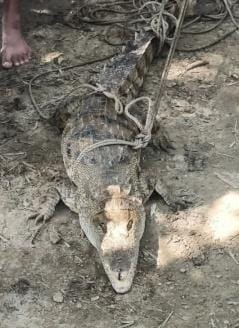 Crocodile spotted in pond, creates panic