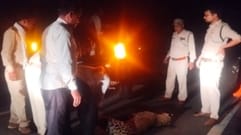 High speed snatched the roar of the lion of the forest, painful death of leopard on Hanuman-Sidhi road