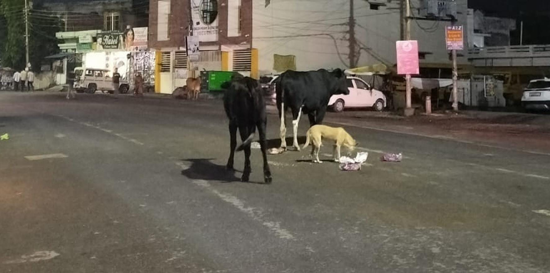 Danger from stray animals on the inner roads of the city