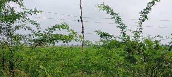 Bamboo poles will be removed, new villages will be electrified