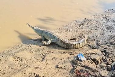 Siddharthnagar News: Gharial spotted at canal pump, released into Rapti River