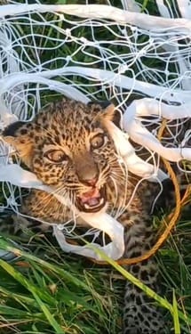 Cub hiding in grass at Chehri Farm, trapped in net