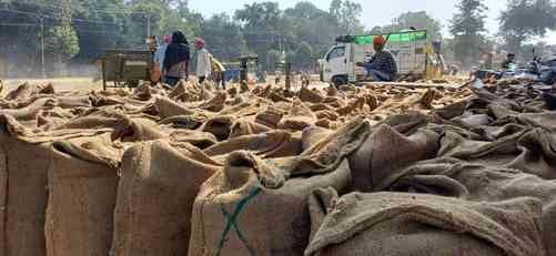 Half of the paddy procurement target achieved, lifting picks up pace