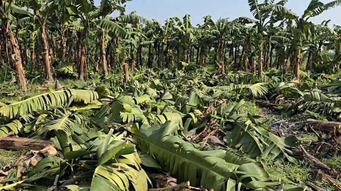 Troubled by low prices, a farmer cut down a six-and-a-half-bigha banana crop