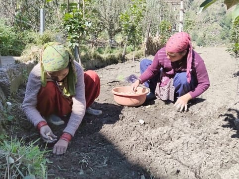Kullu's fields will be filled with the fragrance of Kashmiri garlic