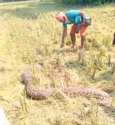 A sick python escaped from the paddy fields and reached the main road.
