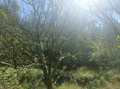 Apple crop in trouble in Rohru, Shimla