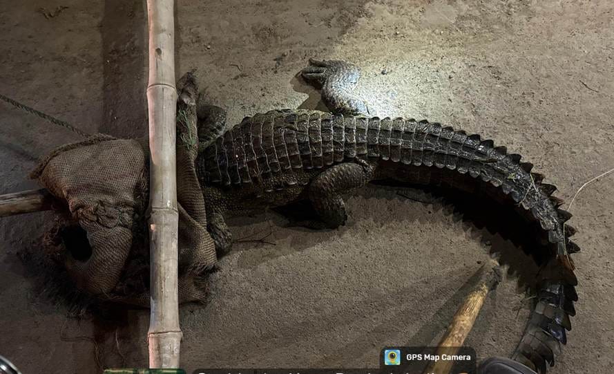 Crocodile found in the fields of Bharouli village