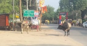 Six people injured in Kopaganj in a month due to bull rampage