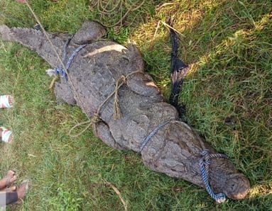 Crocodile enters residential area in Saufatpur, panic ensues