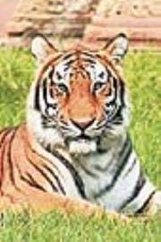 Install cages and trap cameras to catch tigers: Bhagat