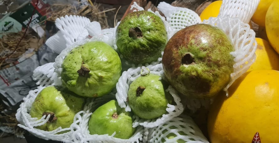 Guava For Health in monsoon season benefits of eating guava in monsoon