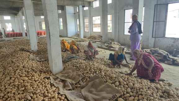 Over four lakh metric tonnes of potatoes dumped in cold storages