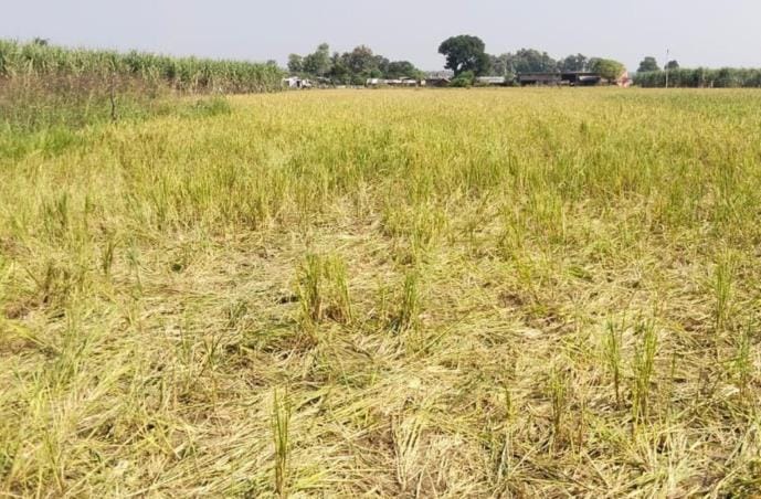 Wild elephants trampled crops in Jamuniha village