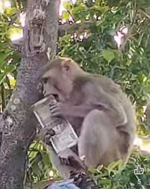 A monkey snatched a deed of Rs 1 lakh and climbed a tree, showering the currency notes