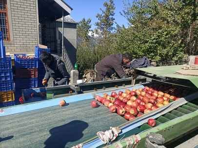 Apple harvesting begins in Lahaul; orchardists lease out their orchards