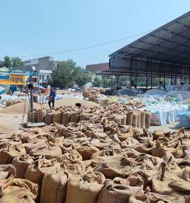 3665 tonnes of millet arrived