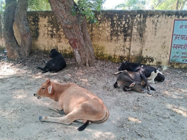 Stray animals camped in the block premises, responsible people are not taking care of them.
