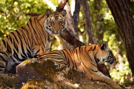 Preparations begin for counting how many tigers are there in Dudhwa