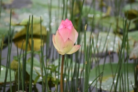 Lotus blooms in Dudhwa's reservoirs, attracting tourists