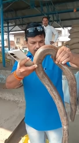Ujjain News: This unique snake was seen in Ujjain before Diwali.