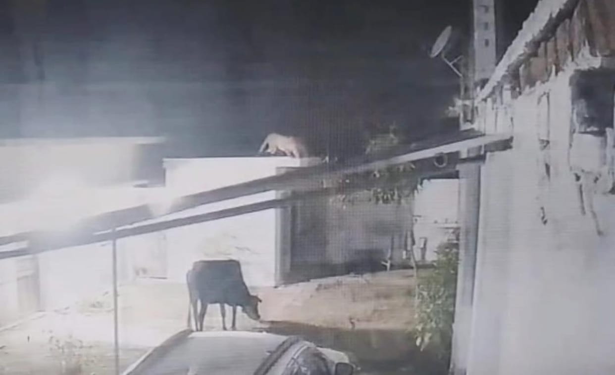 Leopard reaches roof of house, villagers scared
