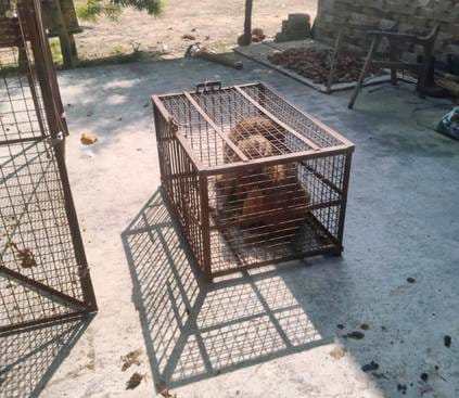 Monkey catching operation launched in Karnawal