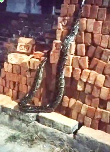 Python spotted on road, panic ensues