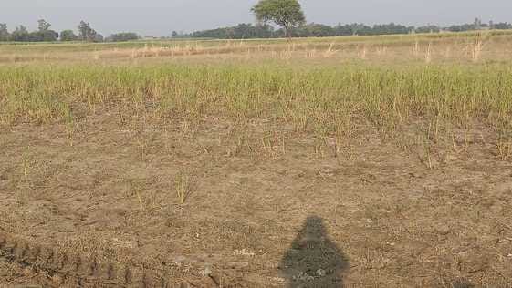 Waterlogging and drought have ruined the paddy crop.
