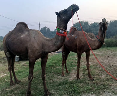 AGRA NEWS BAH BATESWER MELA