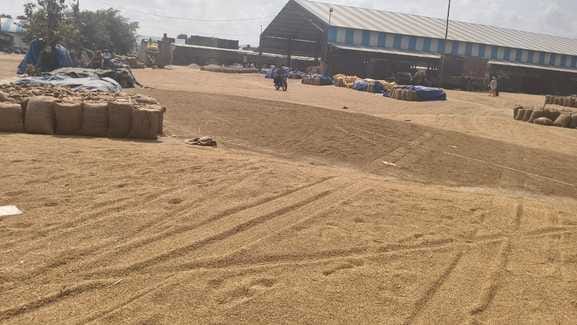 Mandis are filled with paddy due to slow lifting