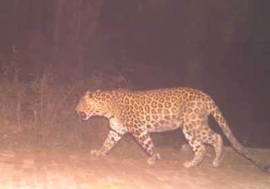 Damoh News: Leopard reaches the road while hunting a herd of wild boars