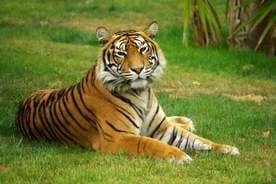 Shahdol News: Panic spreads after the suspicious death of two tigers in Jaisinghnagar forest range.