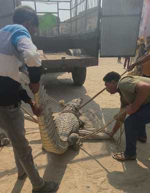 The rescue operation lasted four hours and the crocodile was released into the Hazara Canal.