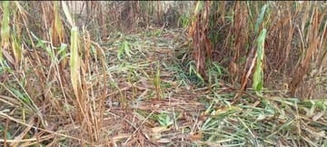 A herd of elephants trampled the sugarcane and paddy crops of farmers.