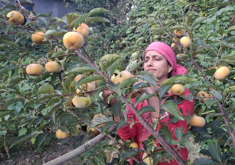 The fruit season is winding down in the vegetable markets of Kullu.
